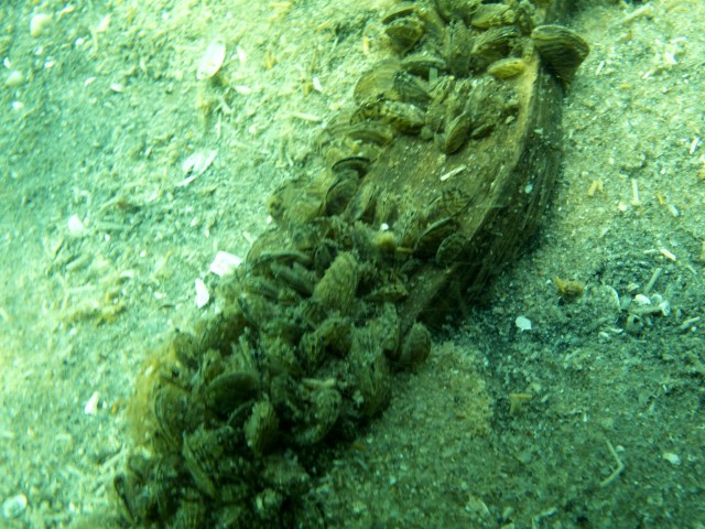Mussel colony forming on a piece of wood.