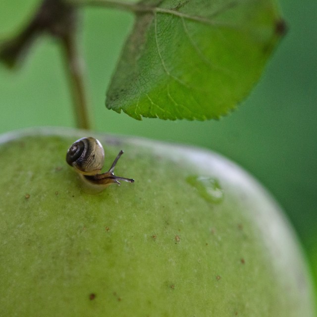 sharing apples (1 of 1)