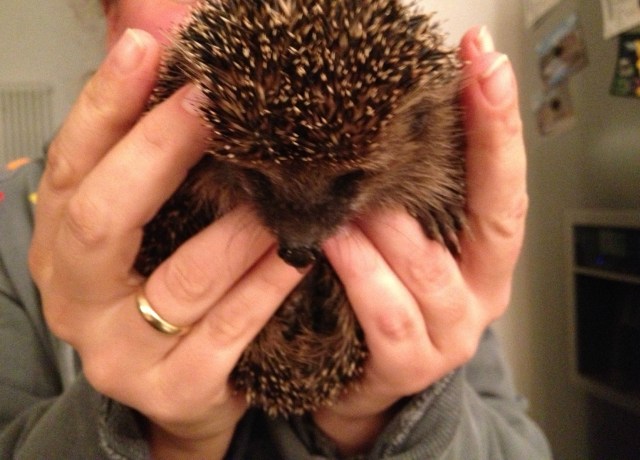 hedgehoghands
