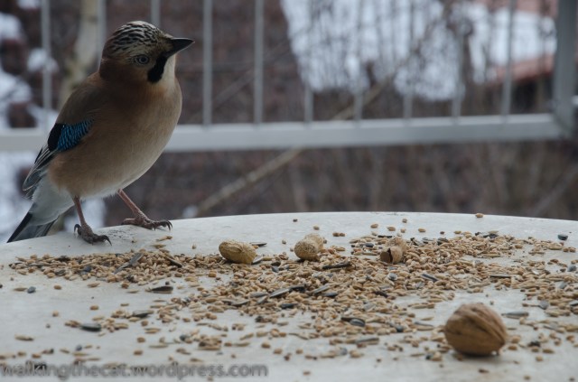 Eichelhäher (1 of 1)-2