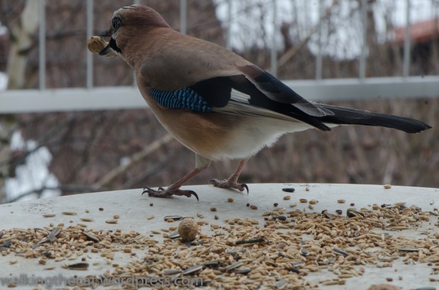 Eichelhäher (1 of 1)-3