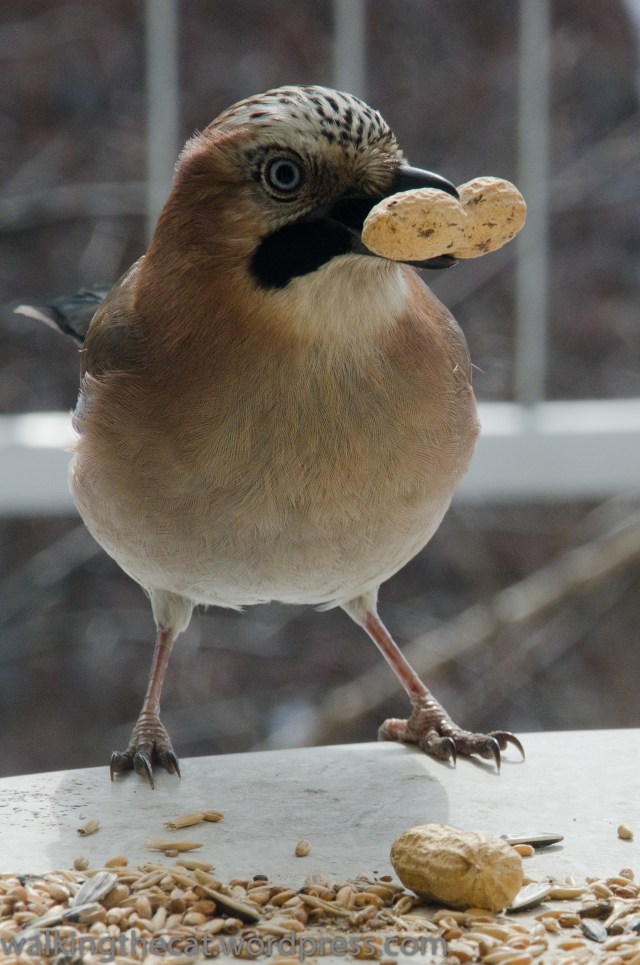 Jay with peanut Eichelhäher (1 of 1)