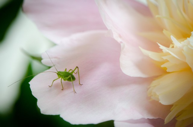 Pfingstrosen (1 of 3)