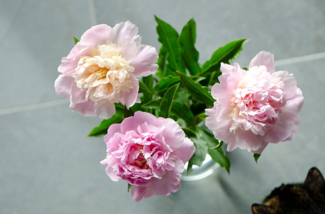 Pfingstrosen (2 of 3)