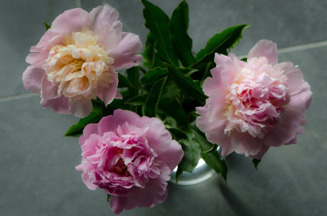 Pfingstrosen (3 of 3)