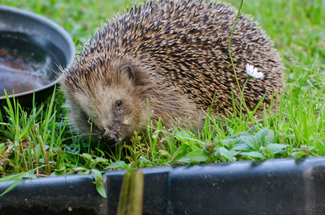 hedgehog