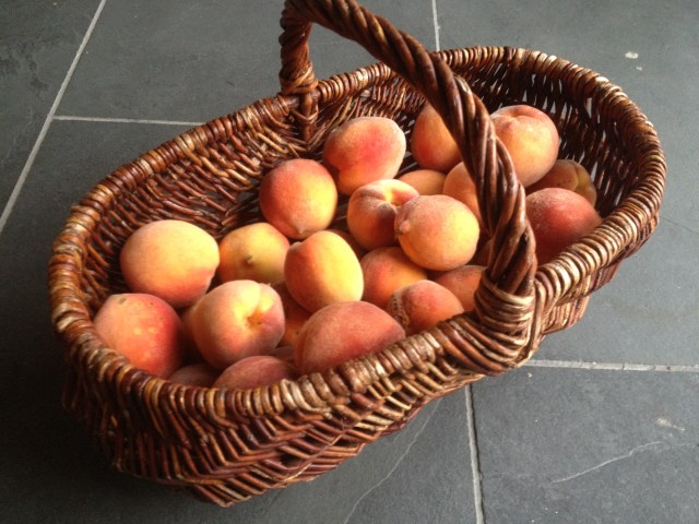 Basket with peaches