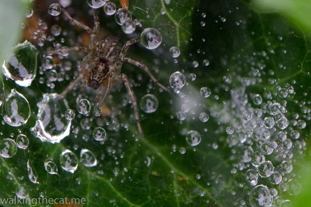 Rain spider-3572