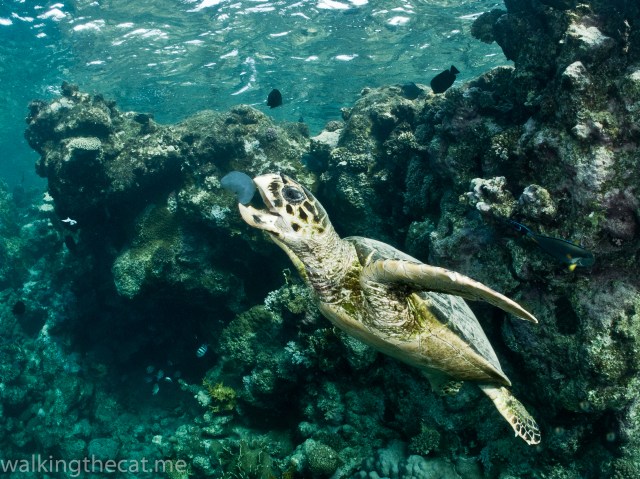 Turtle eating jelly fish