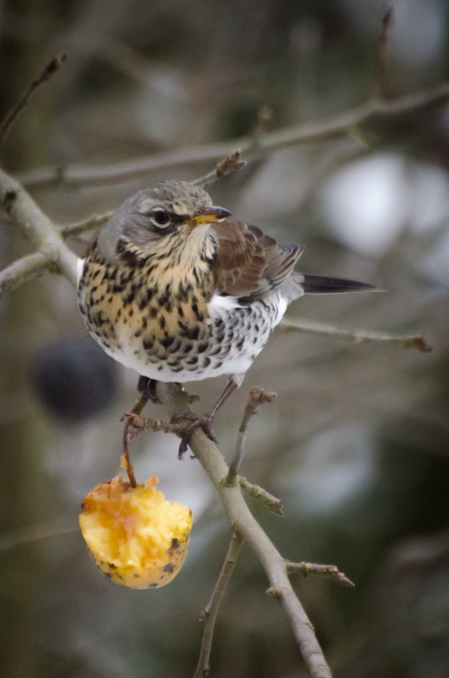 fieldfare - Wacholderdrossel (1 of 1)