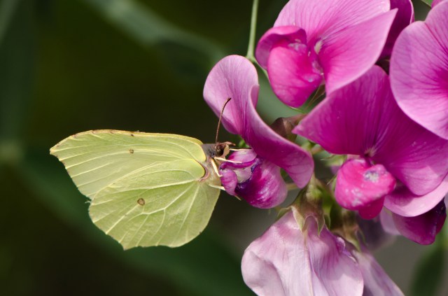 Zitronenfalter (3 of 3)