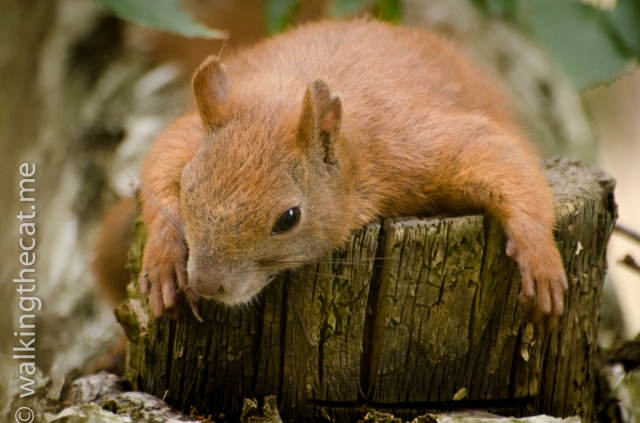 Squirrel in the summer heat (1 of 2) Eichhörnchen