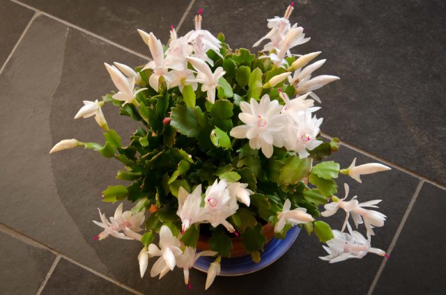christmas cactus